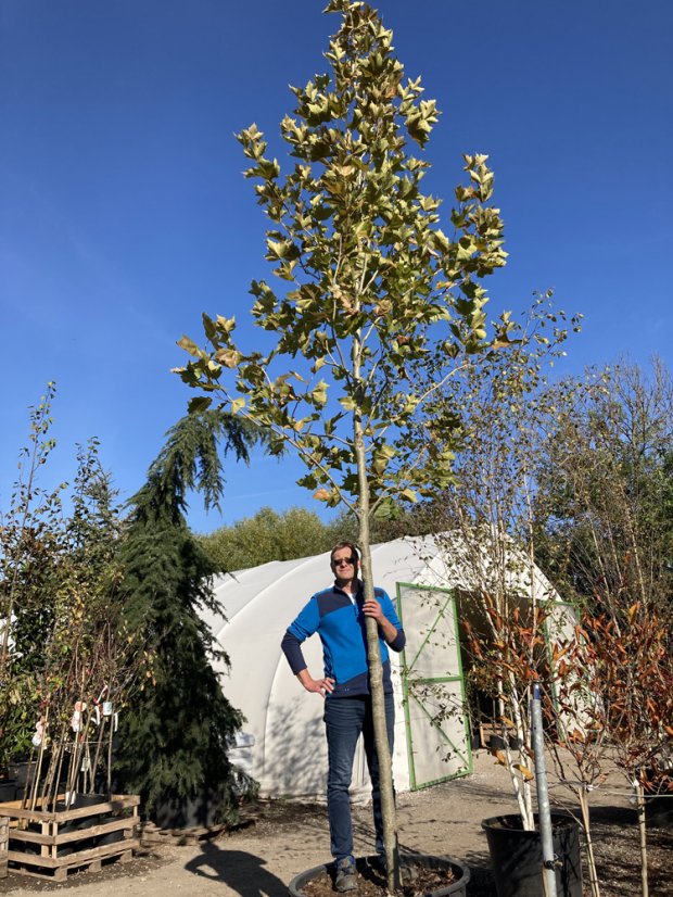 Platanus x acerifolia - Varianty: ko50l velikost ok 12-14 střecha 150x150