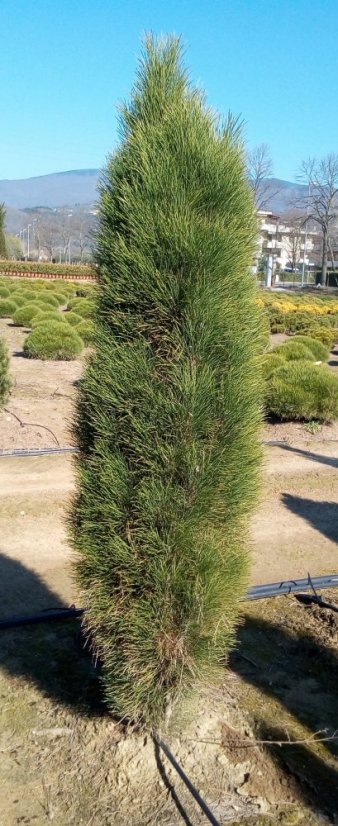 Pinus nigra 'Green Tower' - Varianty: ko25l velikost 60-80