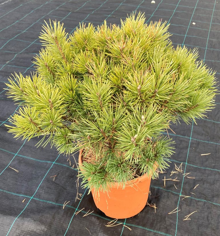 Pinus sylvestris 'Chantry Bleu'