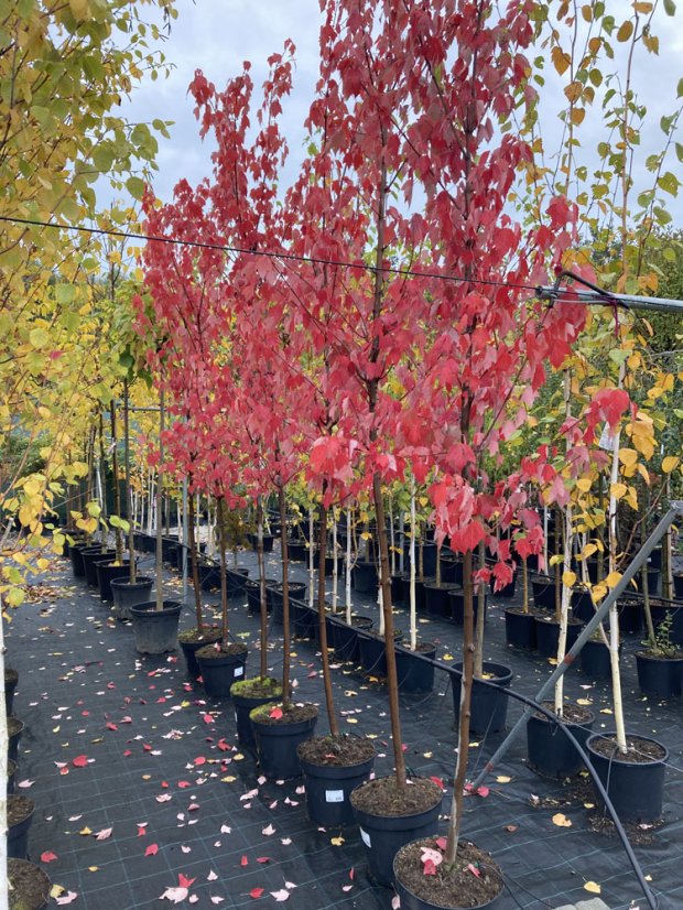 Acer rubrum 'Red Sunset'