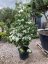 Cornus kousa 'Schmetterling' - Varianty: ko20l velikost 150-175