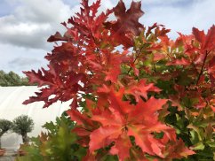 Quercus palustris 'Green Dwarf'