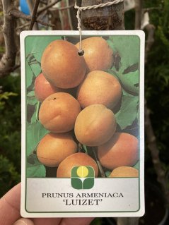 Prunus armeniaca 'Luizet'