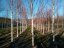 Betula jacquemontii - Varianty: ko20l velikost 200-250