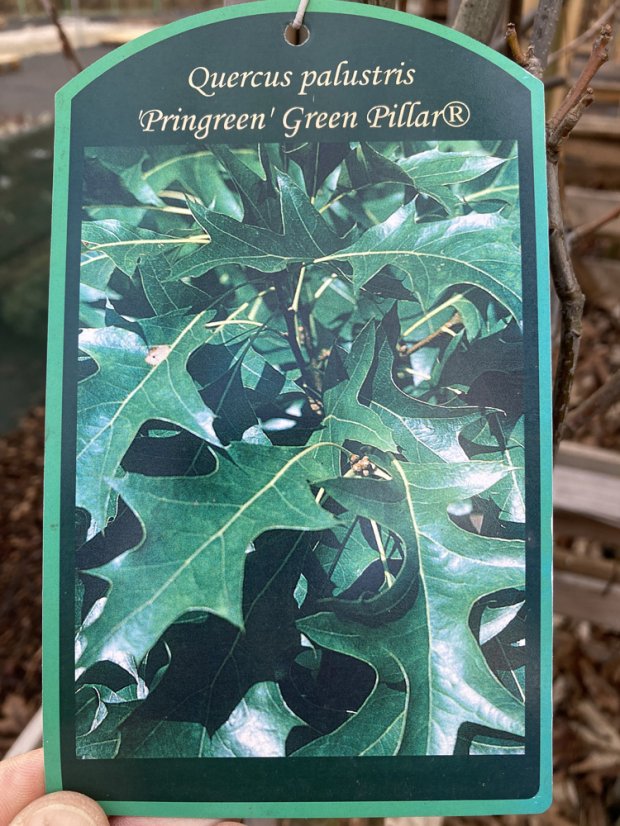 Quercus palustris 'Green Pillar'