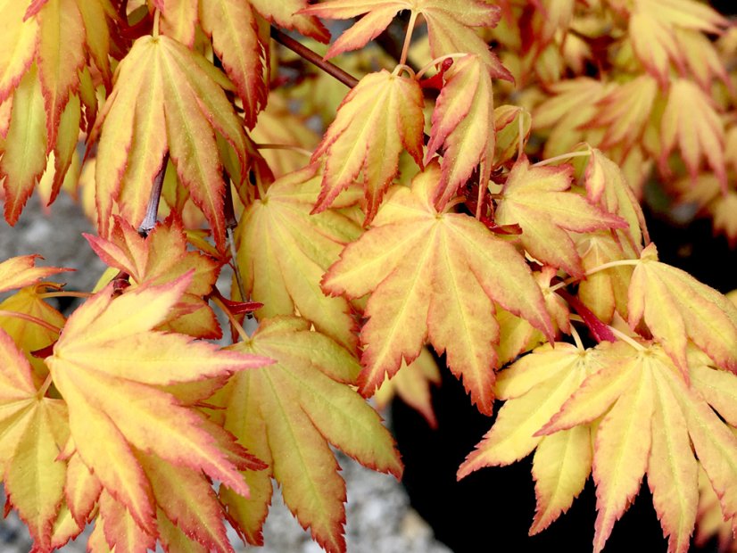 Acer palmatum 'Orange Dream' - Varianty: ko35l velikost 125-150