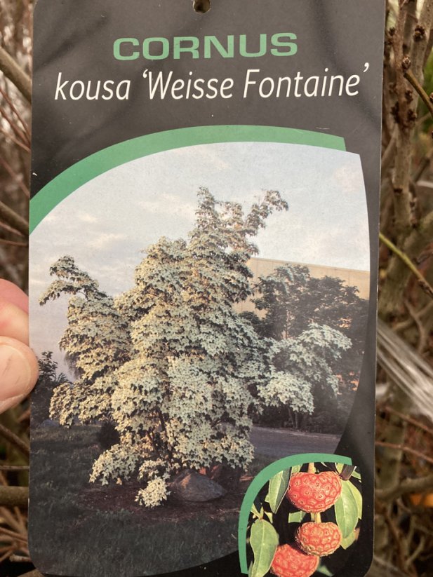 Cornus kousa 'Weisse Fontäne' - Varianty: ko60l velikost 200-225