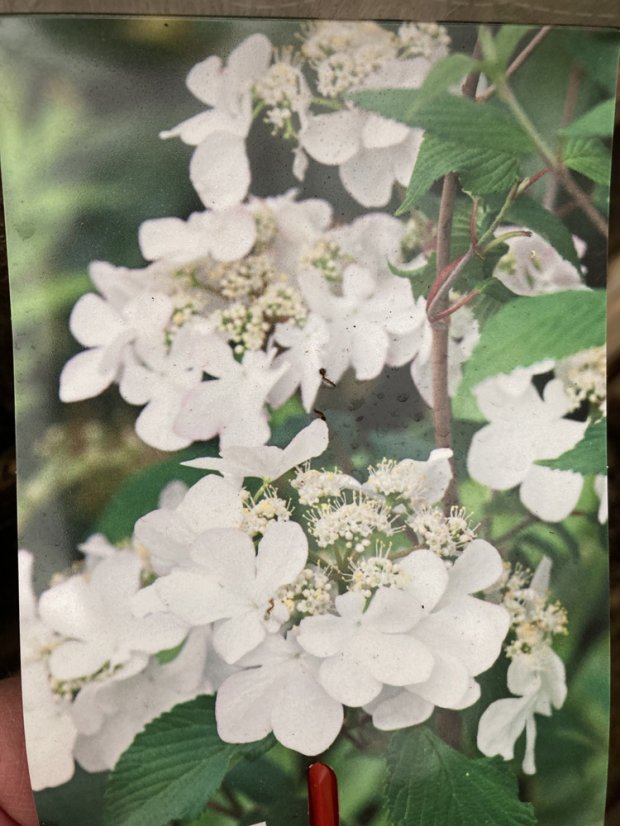 Viburnum plicatum 'Kilimanjaro' - Varianty: ko20l velikost 175-200