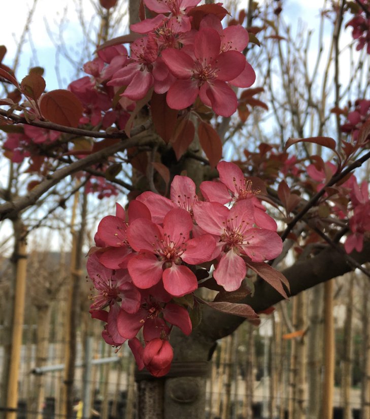 Malus 'Coccinella' - Varianty: ko35l velikost ok 8-10
