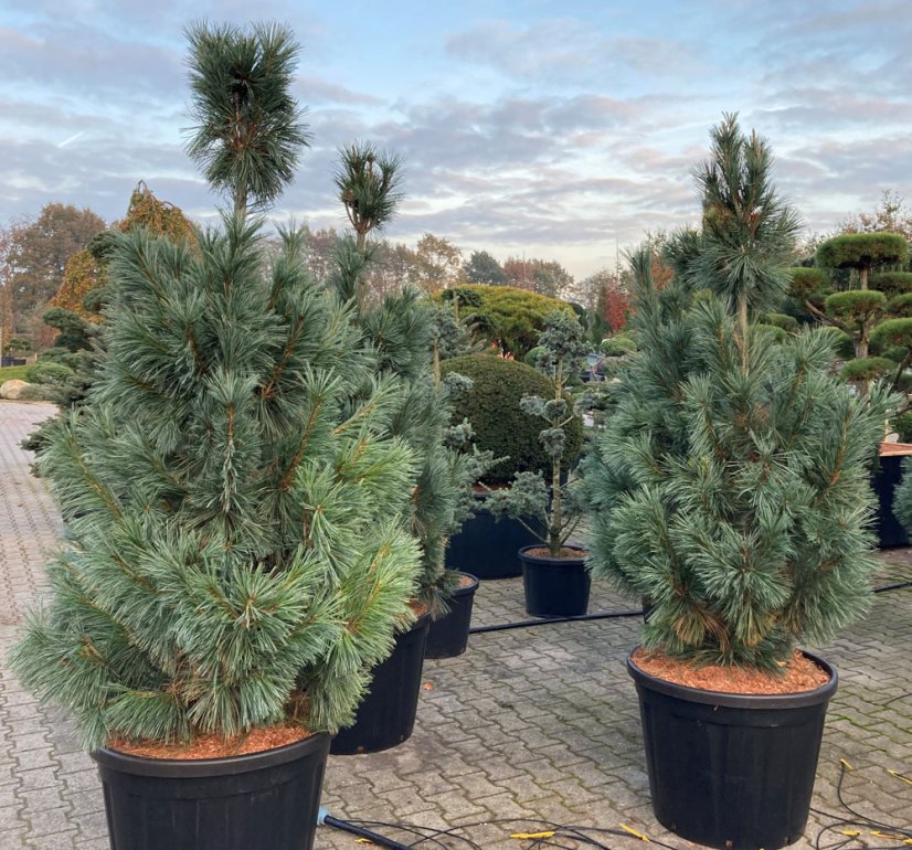 Pinus flexilis 'Vanderwolf’s Pyramid' - Varianty: ko45l velikost 125-150