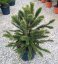 Araucaria araucana - Varianty: ko25l velikost 60-70