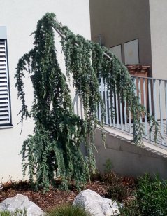 Cedrus atlantica 'Glauca Pendula'