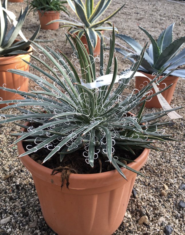 Agave filifera
