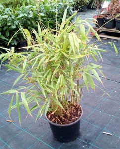 Fargesia rufa