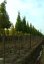 Ginkgo biloba 'Fastigiata Blagon'