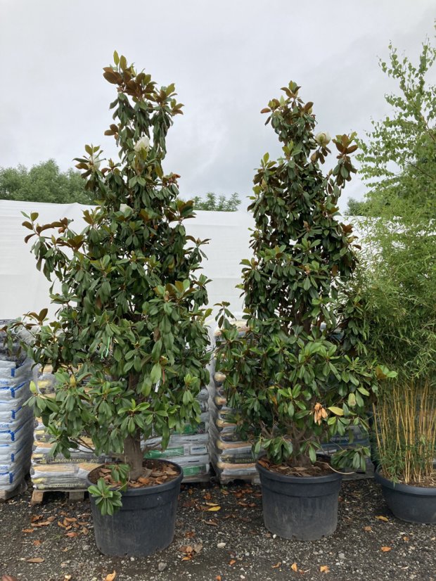 Magnolia grandiflora 'Gallisoniensis Praecox' - Varianty: ko70l velikost 200-250