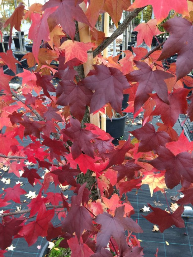Liquidambar styraciflua