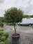 Photinia x fraseri 'Carré Rouge'