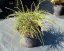 Thuja plicata 'Whipcord' - Varianty: ko7,5l velikost 30-40