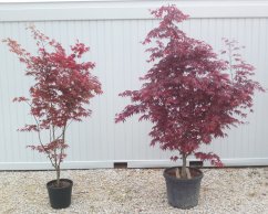 Acer palmatum 'Bloodgood'