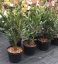 Prunus laurocerasus 'Otto Luyken' - Varianty: ko18l velikost 60-80