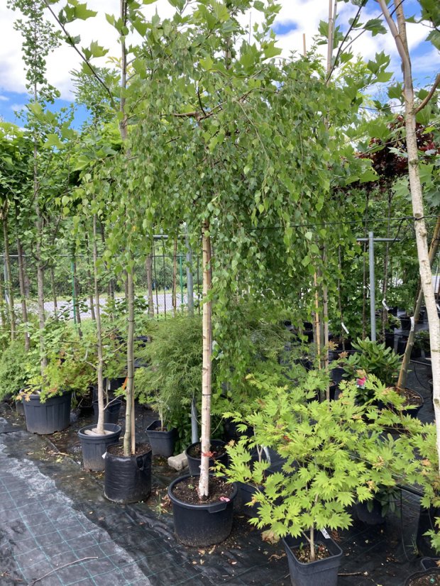 Betula pendula 'Youngii'
