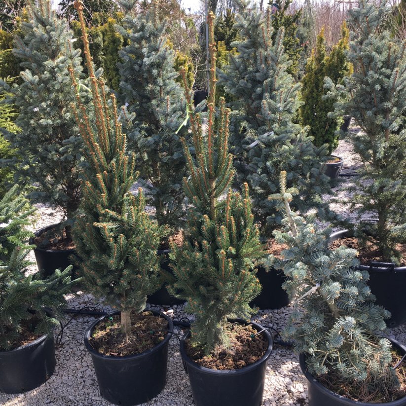 Picea abies 'Cupressina'