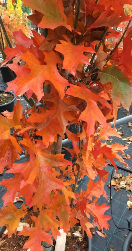 Quercus palustris 'Green Pillar'