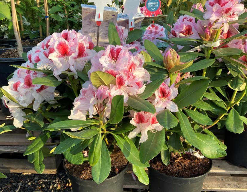 Rhododendron x hybridum - Varianty: ko2,5l velikost 25-30