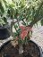 Cornus controversa 'Variegata' - Varianty: ko20l velikost 125-150