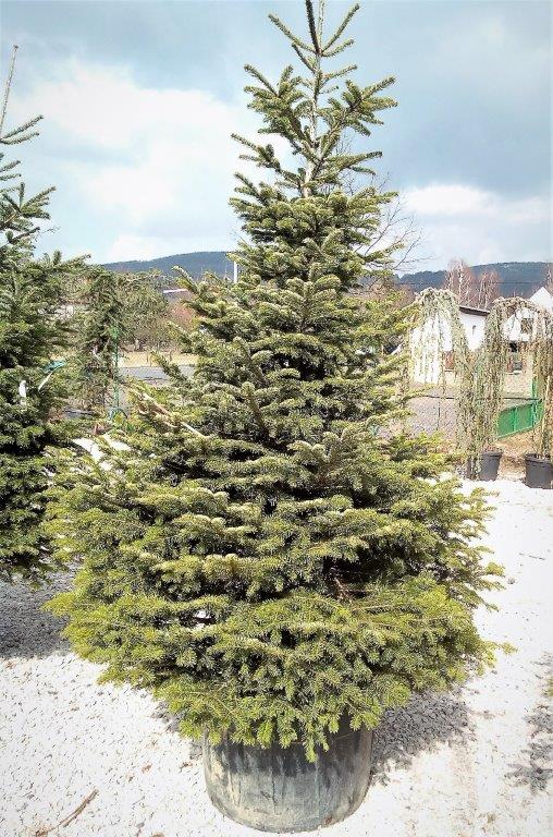 Abies nordmanniana