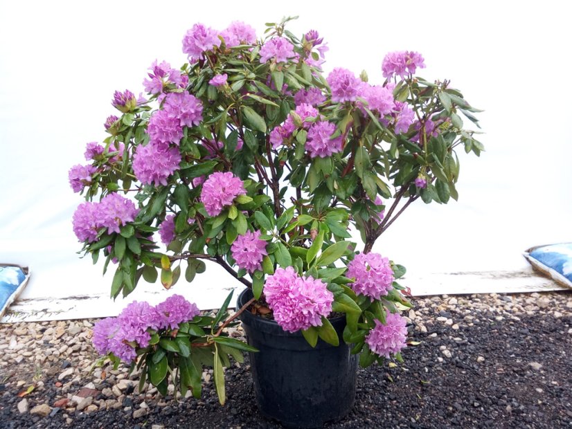 Rhododendron x hybridum - Varianty: ko2,5l velikost 25-30