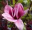 Magnolia soulangeana - Varianty: ko35l velikost 175-200