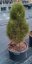 Pinus nigra 'Green Tower' - Varianty: ko25l velikost 60-80
