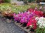 Azalea japonica - Varianty: "Toreador" ko4l velikost 25-30 červená