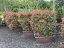 Photinia x fraseri 'Carré Rouge'
