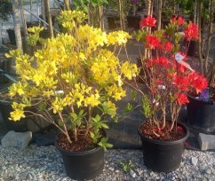 Azalea x Knap Hill