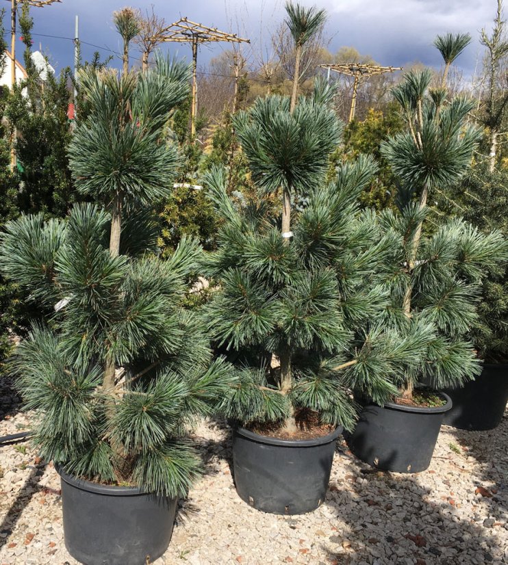Pinus flexilis 'Vanderwolf’s Pyramid' - Varianty: ko45l velikost 125-150