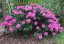 Rhododendron x hybridum