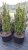 Taxus baccata 'David'