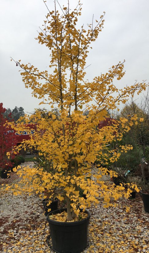 Ginkgo biloba - Varianty: ko50l velikost ok 10-12
