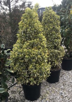 Euonymus japonica 'Bravo'