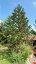 Araucaria araucana - Varianty: ko25l velikost 60-70