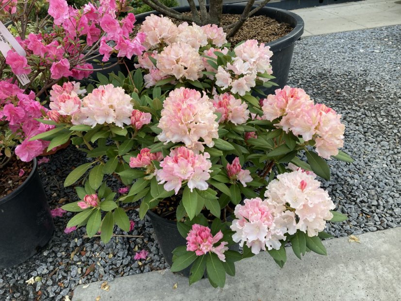 Rhododendron x hybridum - Varianty: ko2,5l velikost 25-30