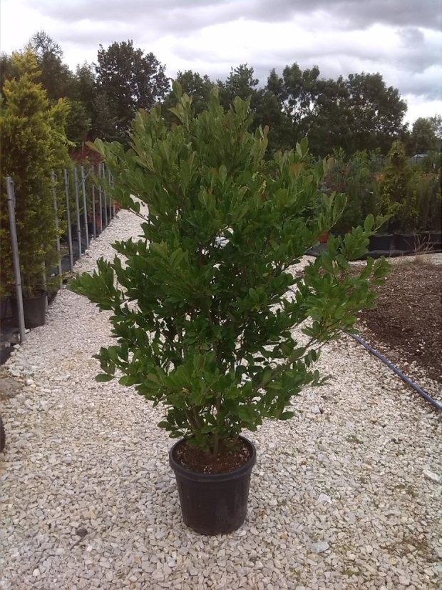 Magnolia stellata - Varianty: ko18l velikost 100-125