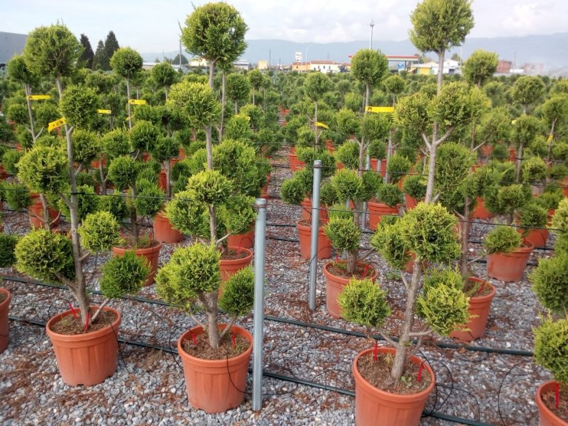 Cupresocyparis leylandii 'Golden Rider'