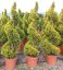 Cupresocyparis leylandii 'Golden Rider' - Varianty: ko25l velikost 140-160 pompon plochý