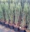 Taxus baccata 'Fastigiata Robusta' - Varianty: ko50l velikost 140-160