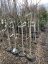Prunus persica 'Maycrest' - Varianty: ko15l kmen 120
