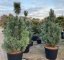 Pinus flexilis 'Vanderwolf’s Pyramid' - Varianty: ko45l velikost 125-150